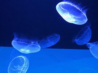 image1.jpeg